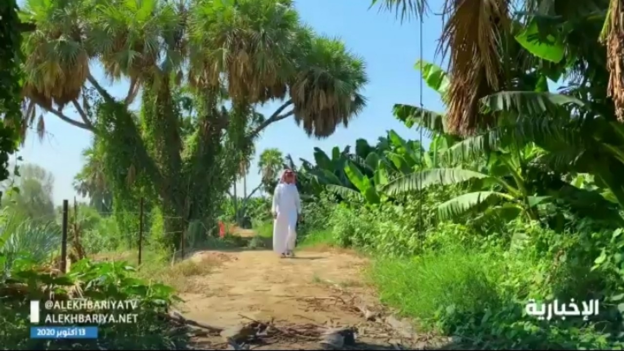 بالفيديو.. مواطن شاب يجعل مزرعته وجهة سياحية مذهلة في وادي بيش