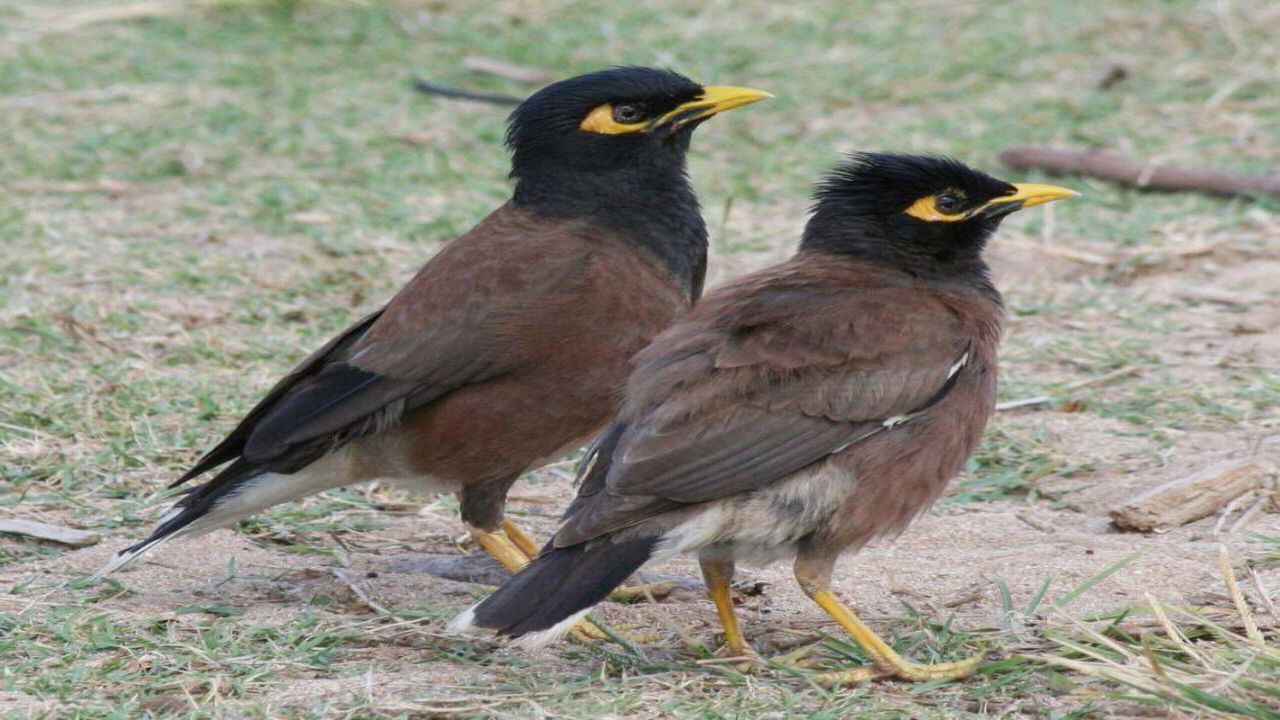 طائر المينا الهندي يغزو مزارع نجران ويهدد الطيور المحلية