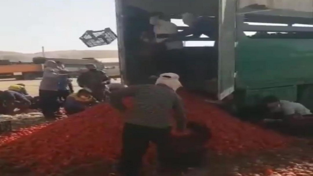 بالفيديو..  مزارعون إيرانيون يتخلصون من محاصيلهم الزراعية لعدم تمكنهم من توريدها