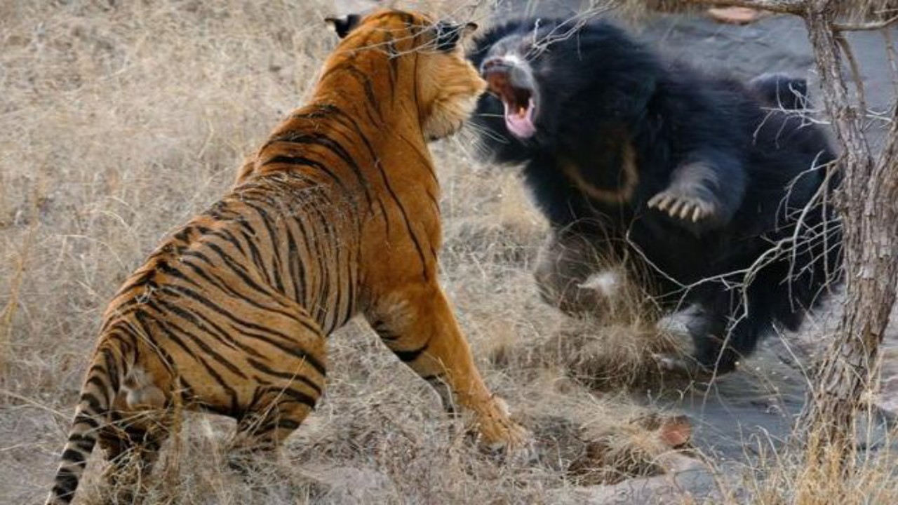 شاهد.. معركة عنيفة بين نمر ودب تستمر لمدة 30 دقيقة 