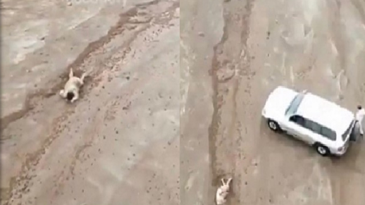 فيديو متداول يظهر لحظة العثور على رجل جرفته السيول في ينبع