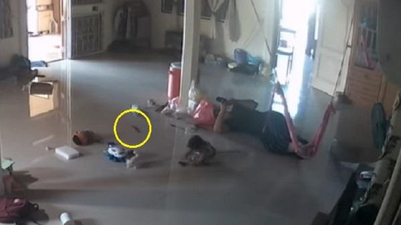 بالفيديو.. رد فعل خطير لأم اقترب &#8220;حريش&#8221; من لدغ طفلها
