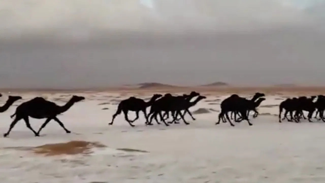 مصور فيديو الإبل السوداء في صحراء حائل يكشف تواصل وسائل إعلام عالمية معه