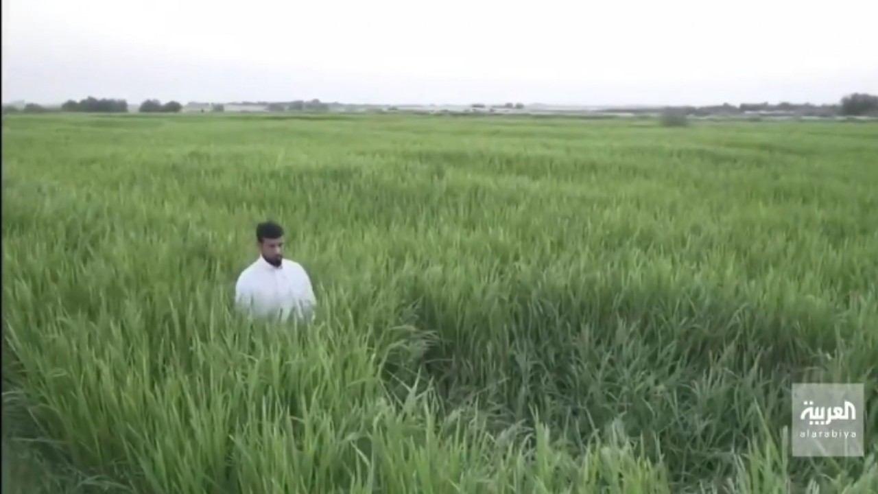 بالفيديو.. شاب يترك وظيفته ويتفرغ لزراعة الأرز بالأحساء