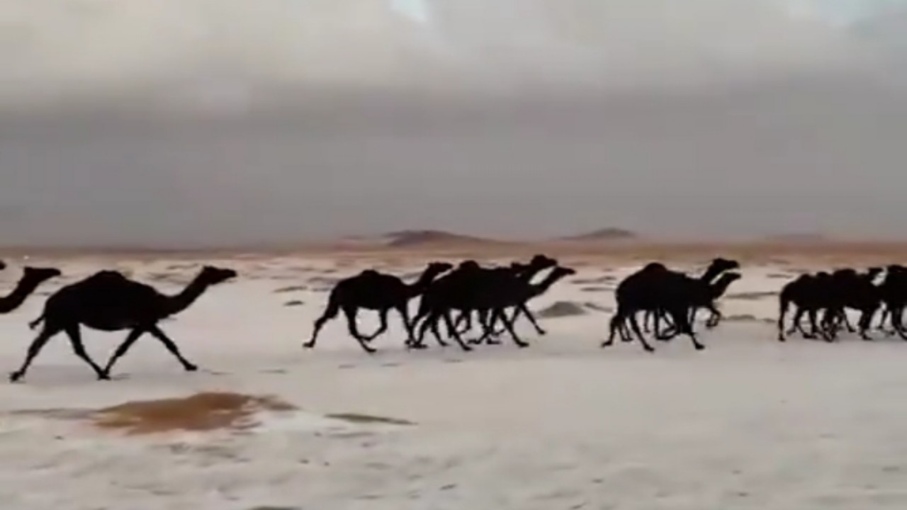 بالفيديو.. جمال سوداء تتجول في صحراء حائل بعد سقوط البَرَد