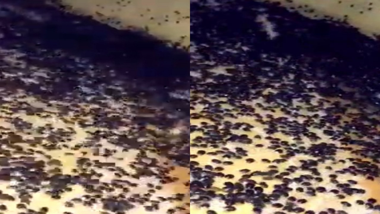 بالفيديو.. انتشار كميات كبيرة من الحشرات في إحدى قرى جازان