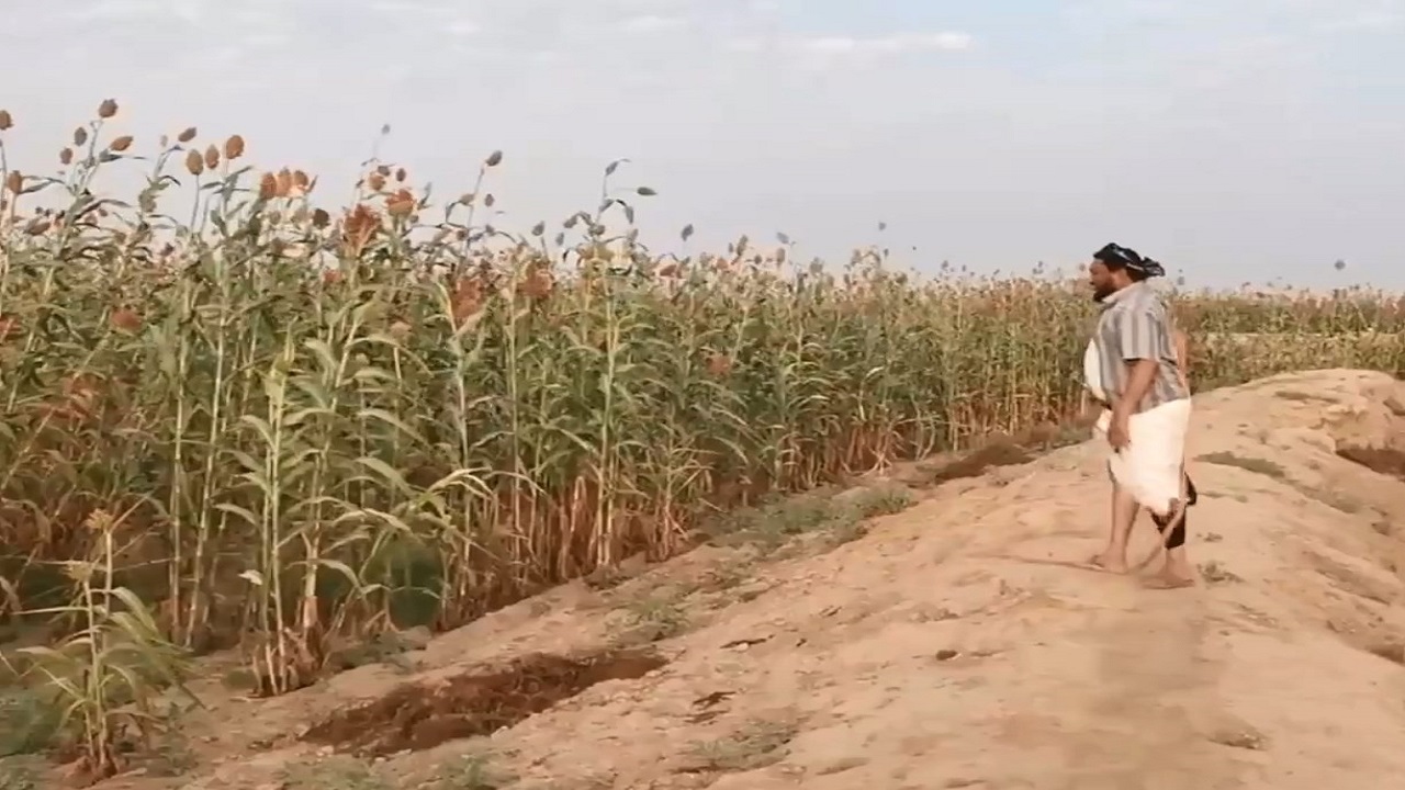 بالفيديو.. مزارع يحمي محصوله من الطيور المهاجرة بطريقة بدائية في جازان
