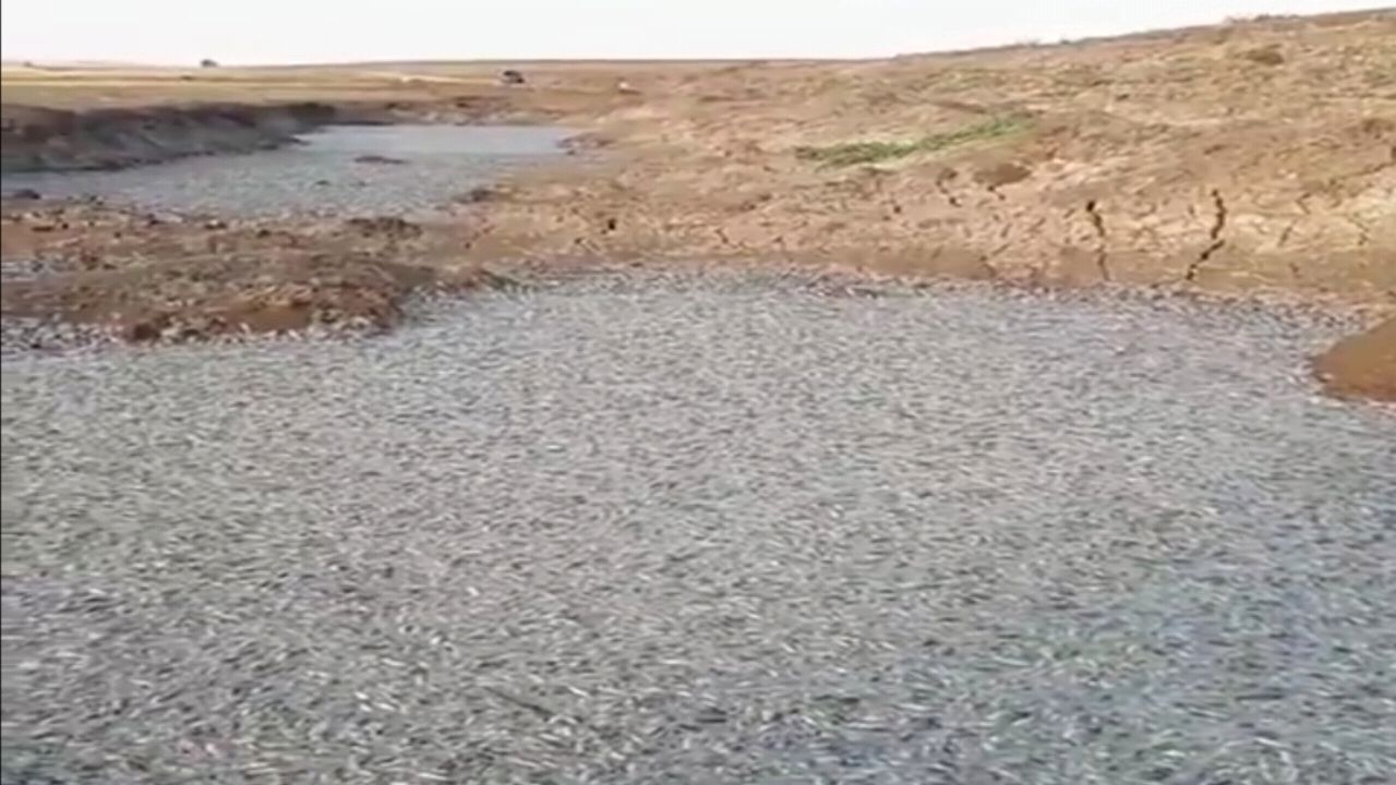 بالفيديو.. نفوق الأسماك في تركيا بعد تشغيل سد اليسو