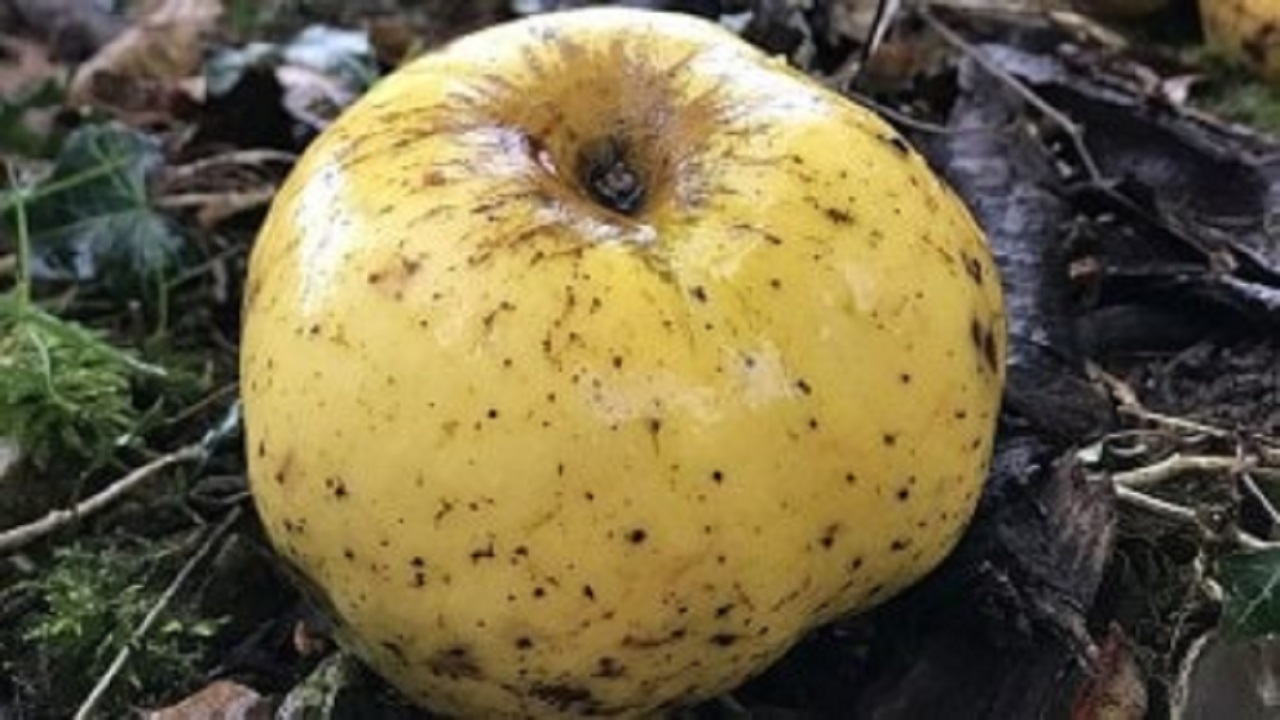 العثور على نوع جديد من التفاح لم يكتشف من قبل