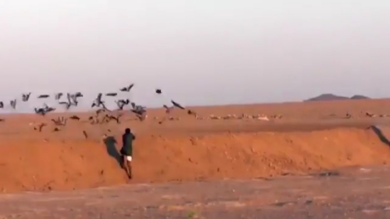 بالفيديو.. لحظة قيام أحد الأشخاص بالصيد الجائر لسرب طيور بالمملكة