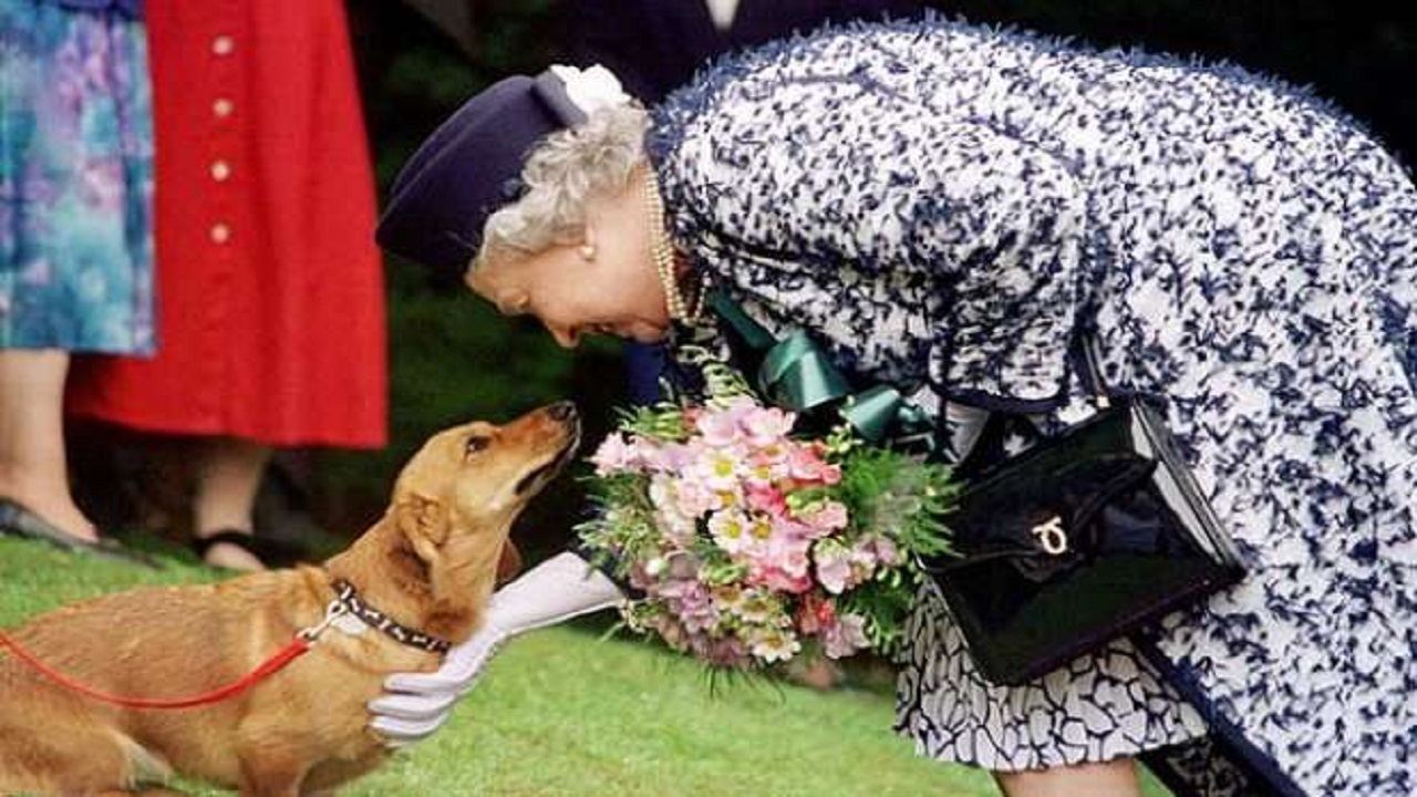 الملكة إليزابيث تعلن الحداد على كلبها
