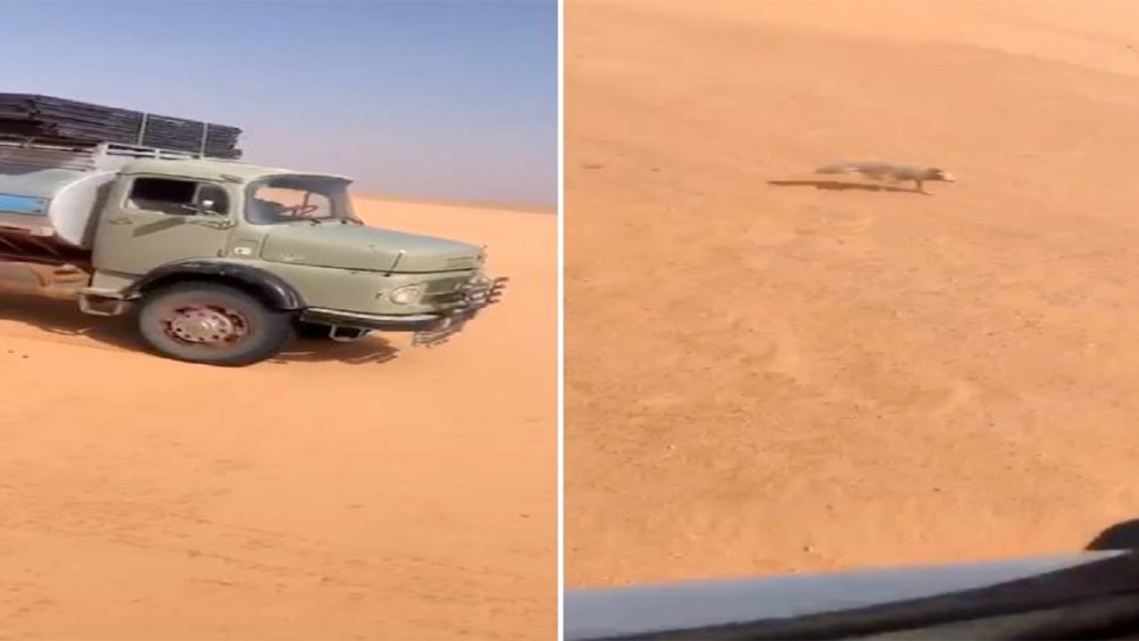 بالفيديو.. قائدا شاحنتين يطاردان ثعلب في الصحراء وأحدهما يدهسه عمداً