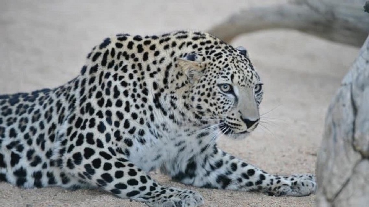 تأسيس صندوق عالمي لحماية النمر العربي من الانقراض