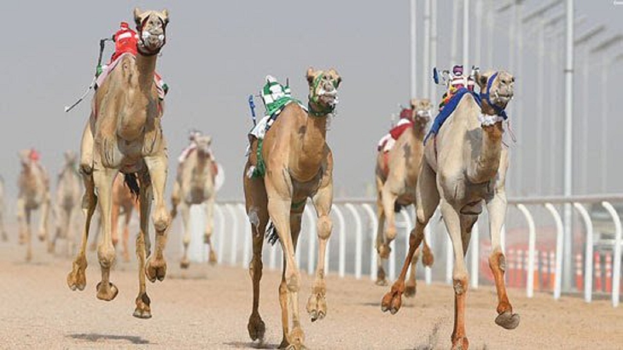 الراكب الآلي من بديل للإنسان إلى التحكم في مخزون طاقة الهجن