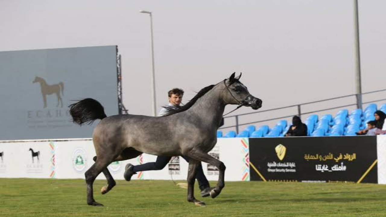 اختتام بطولة المملكة لجمال الخيل العربية الأصيلة (كحيلة)