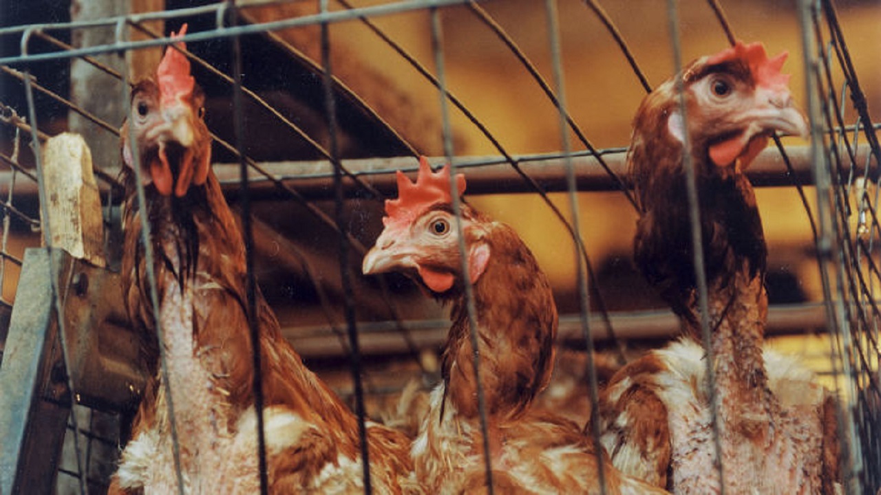 إعدام 140 ألف دجاجة في محافظة واحدة بسبب الأنفلونزا