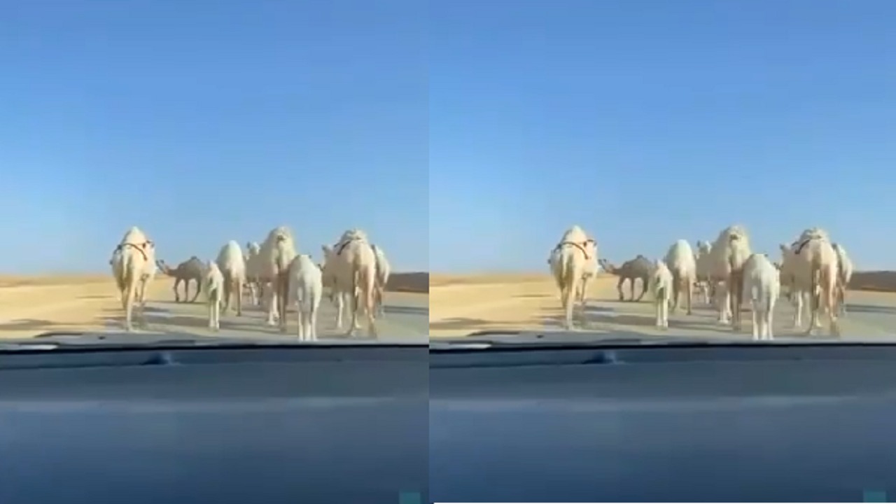 بالفيديو.. قطيع من الإبل يقطع إحدى الطرق الرئيسية