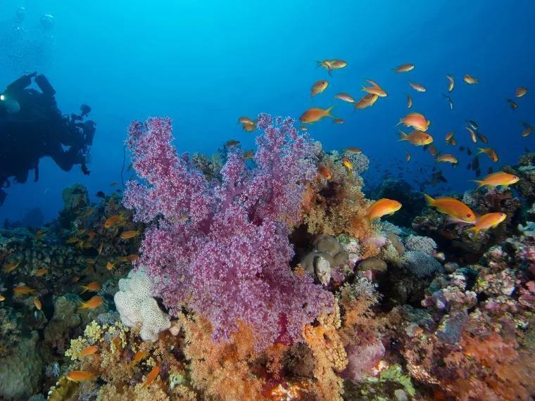 جزيرة البريدي بينبع وجهة بحرية مرجانية ساحرة