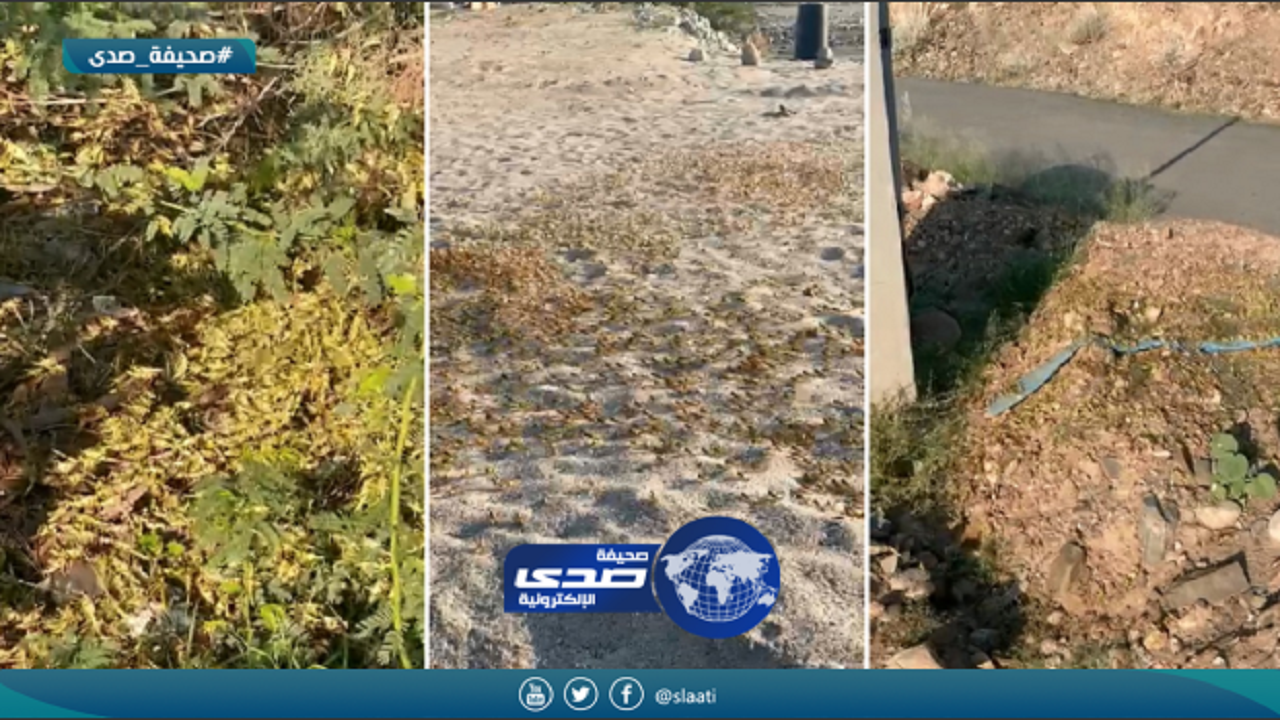 بالفيديو.. أسراب من &#8220;الدبا&#8221; تهدد المحاصيل الزراعية بمحافظة أضم