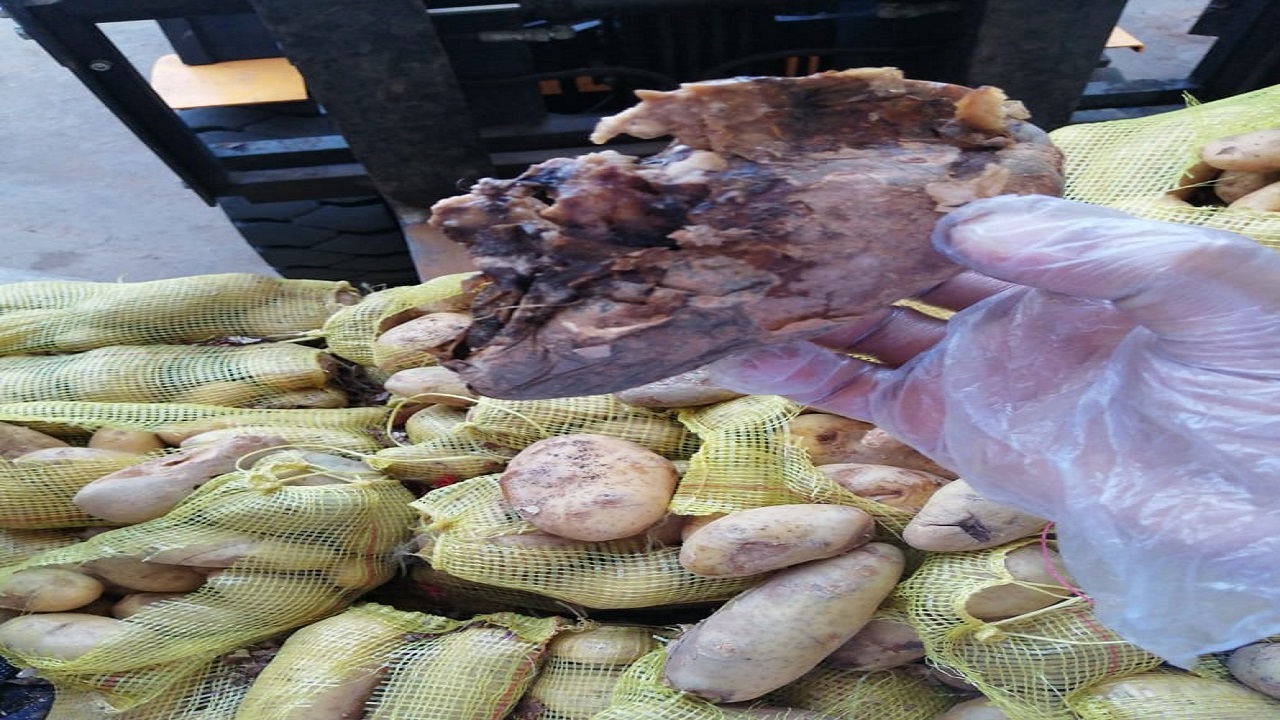 أمانة الشرقية تتلف أكثر من طن بطاطس فاسد قبل توزيعه بسوق الخضار