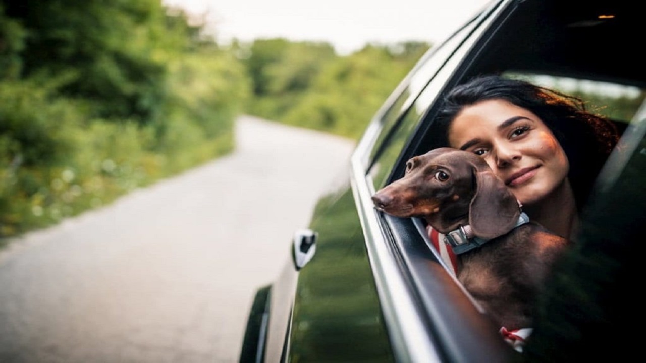 إرشادات يجب مراعاتها عند اصطحاب الحيوانات الأليفة في السيارة