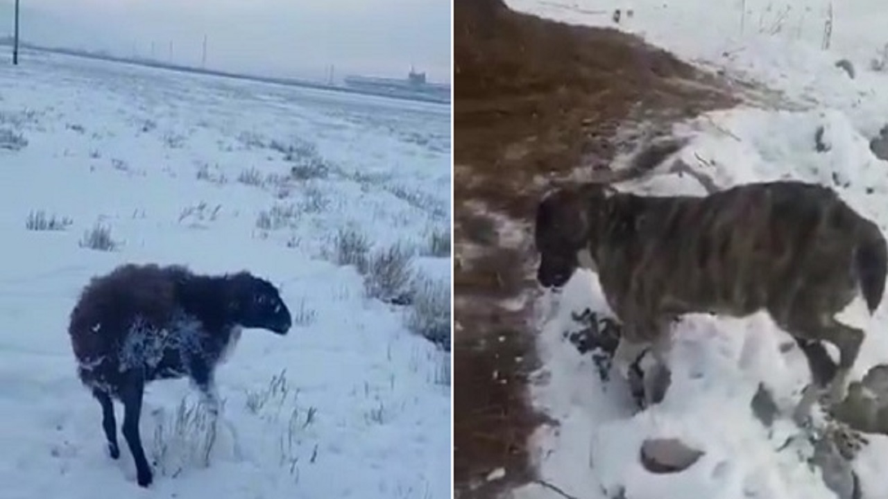 بالفيديو.. &#8220;المسند&#8221; يكشف حقيقة الحيوانات النافقة من شدة البرد والثلج
