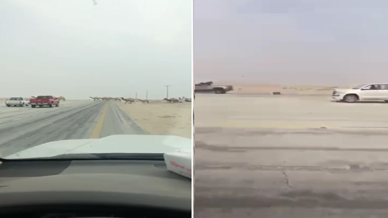 بالفيديو .. مواطن يوثق حادث مروع بسبب إبل سائبة