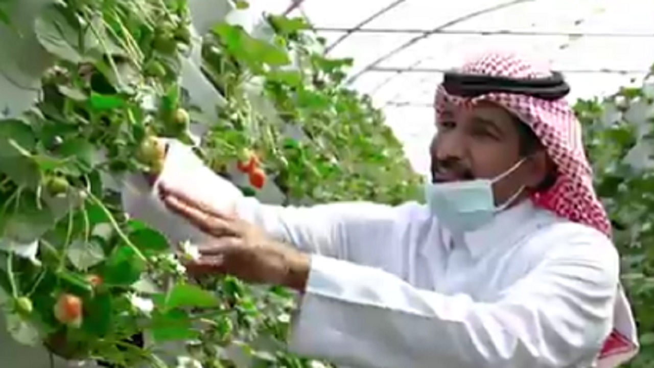 شاهد .. مواطن يزرع فراولة بدون تربة في الرياض