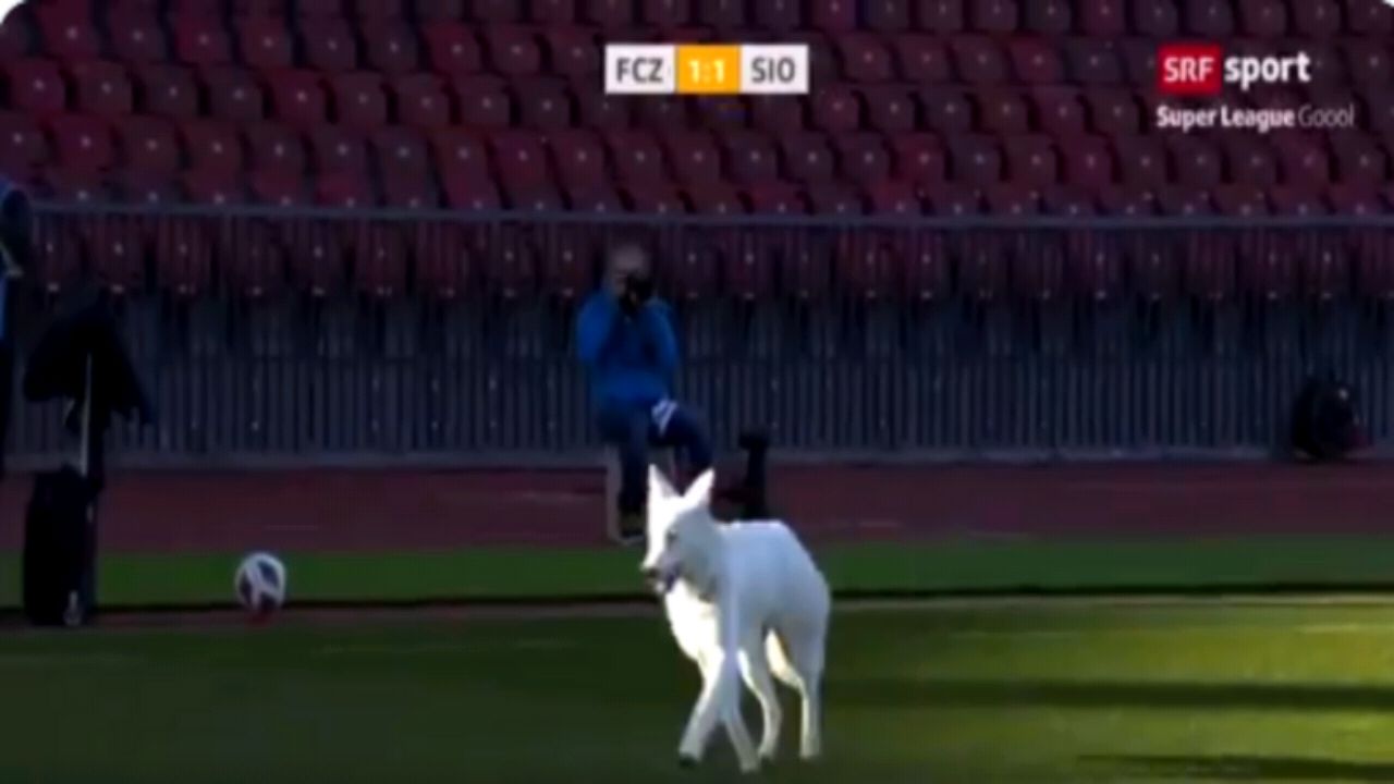 بالفيديو.. كلب رئيس نادي يقتحم مباراة في الدوري السويسري