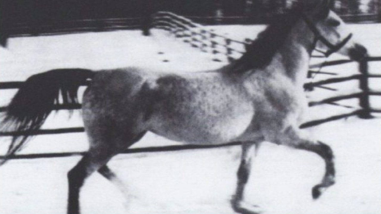 صورة تاريخية لـ «طرفة» إحدى خيول الملك عبدالعزيز أهداها لملك بريطانيا