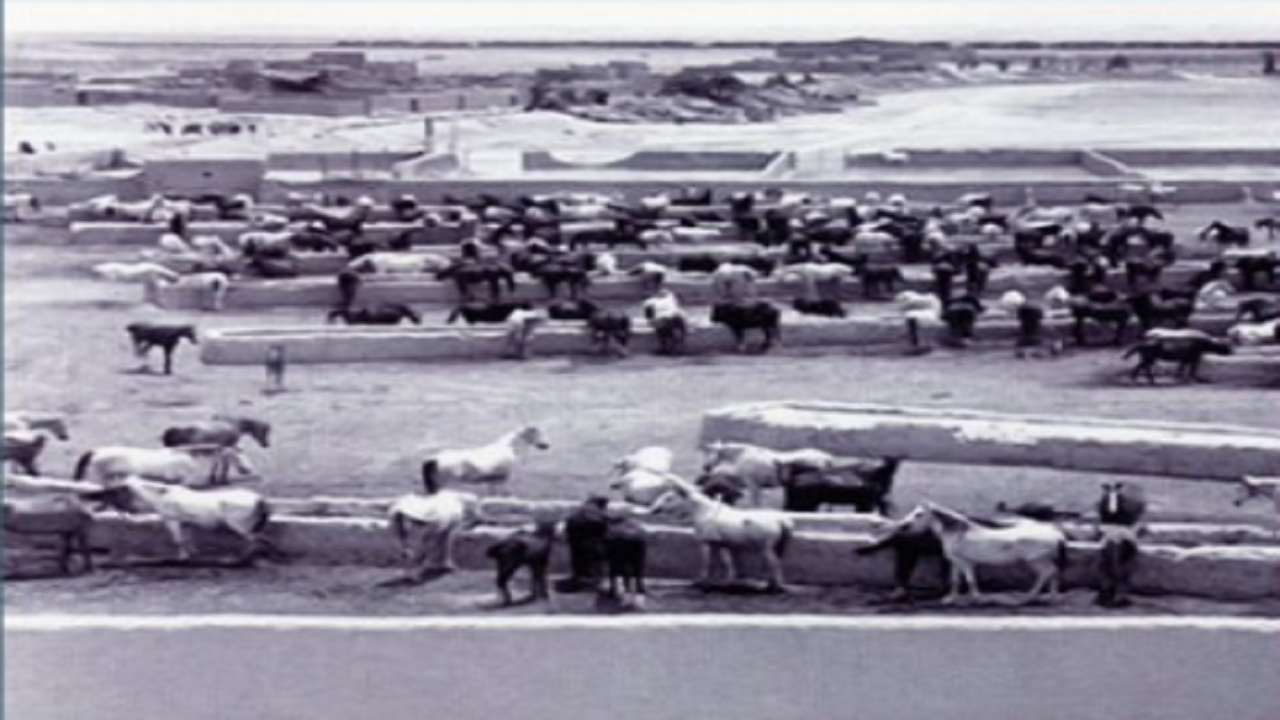 صورة تاريخية لإسطبل خيول الملك عبدالعزيز بالخرج
