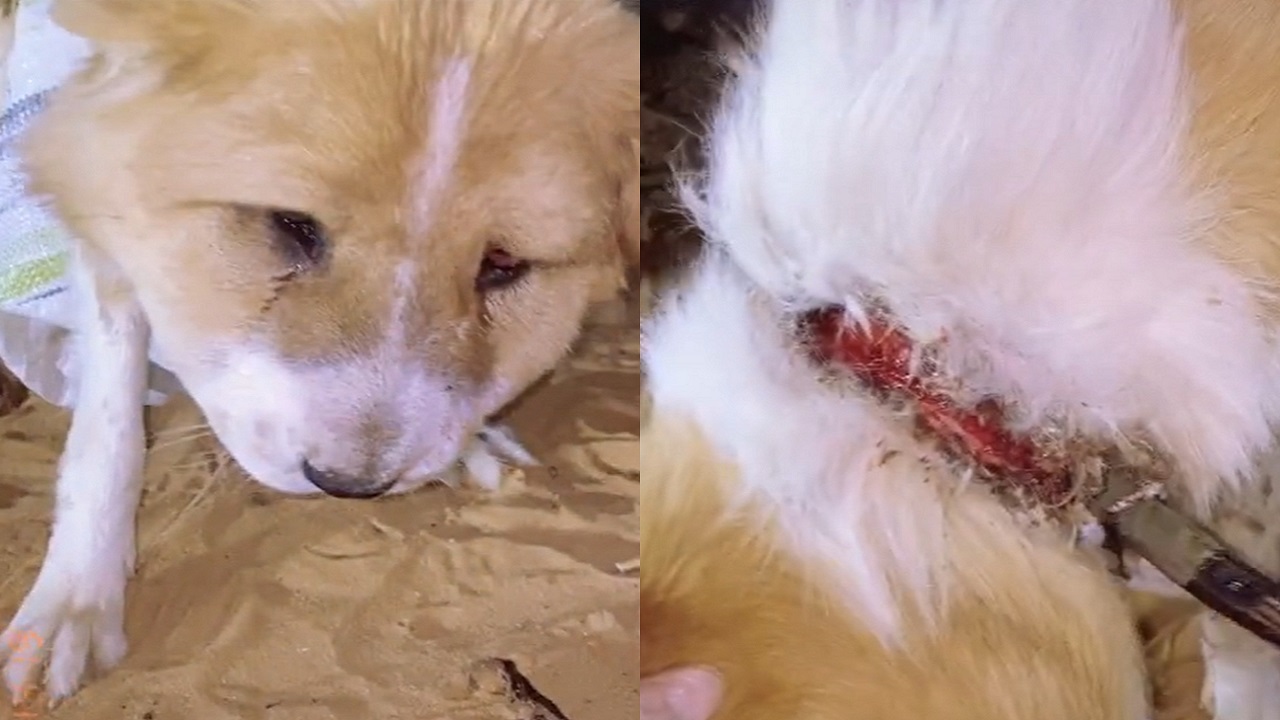 بالفيديو.. لحظة إنقاذ كلب رُبط من رقبته بطريقة وحشية بالرياض