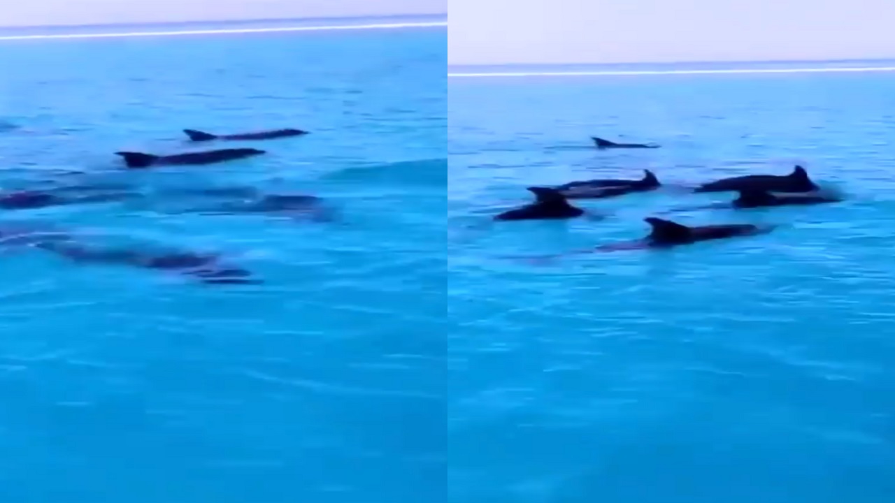 شاهد..ظهور الدلافين في شواطئ أملج