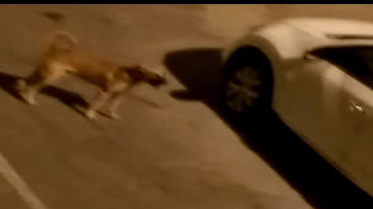 أمانة الشرقية: فيديو الكلاب الضالة بحي الفخرية غير صحيح وخارج المملكة