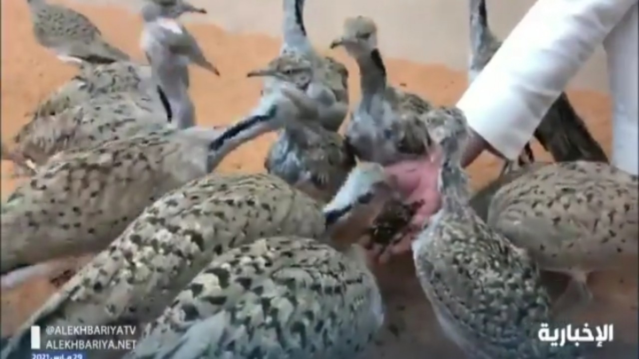 بالفيديو.. شاب ينشئ محمية لـ &#8220;طائر الحبارى&#8221; في شقراء