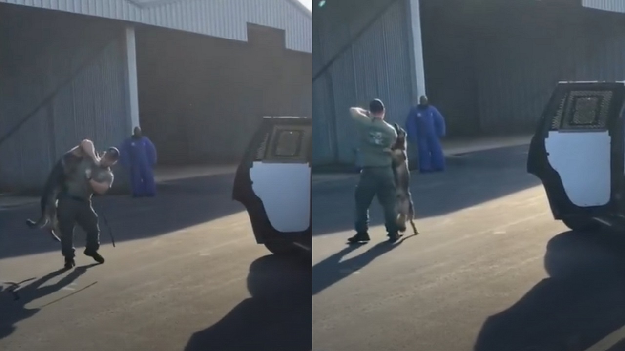 ضابط أمريكي يشنق كلبًا ويعذبه