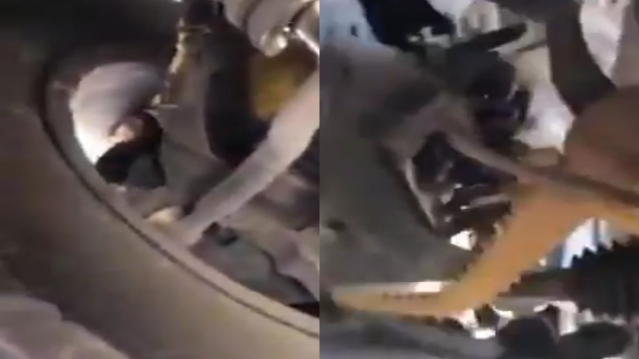 بالفيديو.. مواطن يفاجأ بضب مختبئ داخل مركبته ويطالبه بالخروج بطريقة طريفة