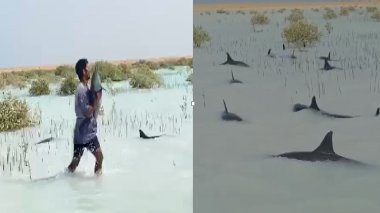 شاهد انقاذ عشرات الدلافين في املج بعد ان علقت في شاطئ رأس الشبعان بسبب الرياح