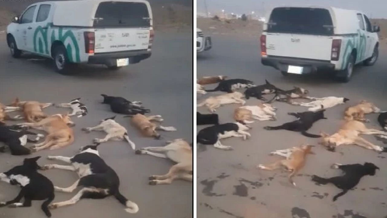 أمانة مكة تكشف حقيقة مقطع فيديو متداول عن تسميم الكلاب الضالة
