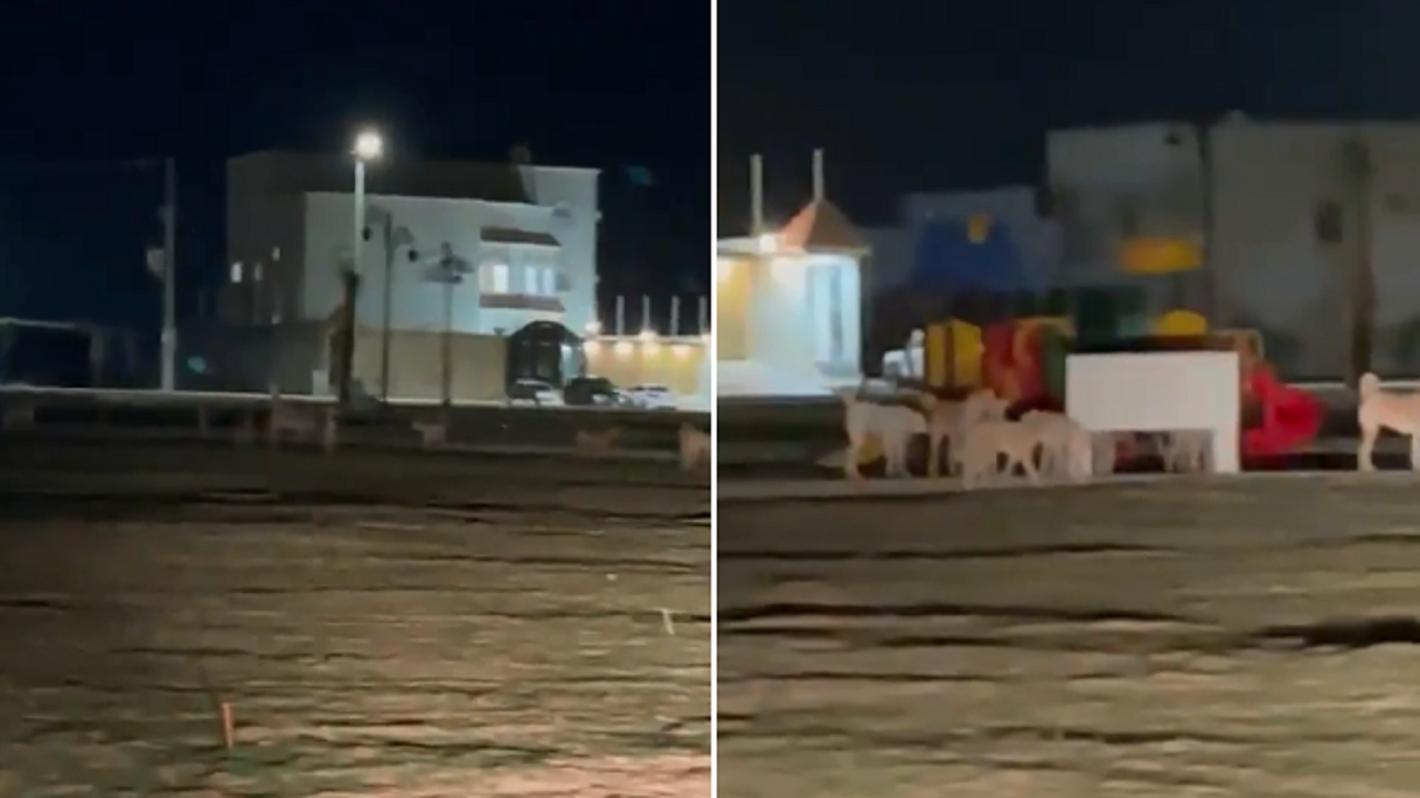 بالفيديو.. الكلاب الضالة تمنع الأطفال والعوائل من التنزه في نجران