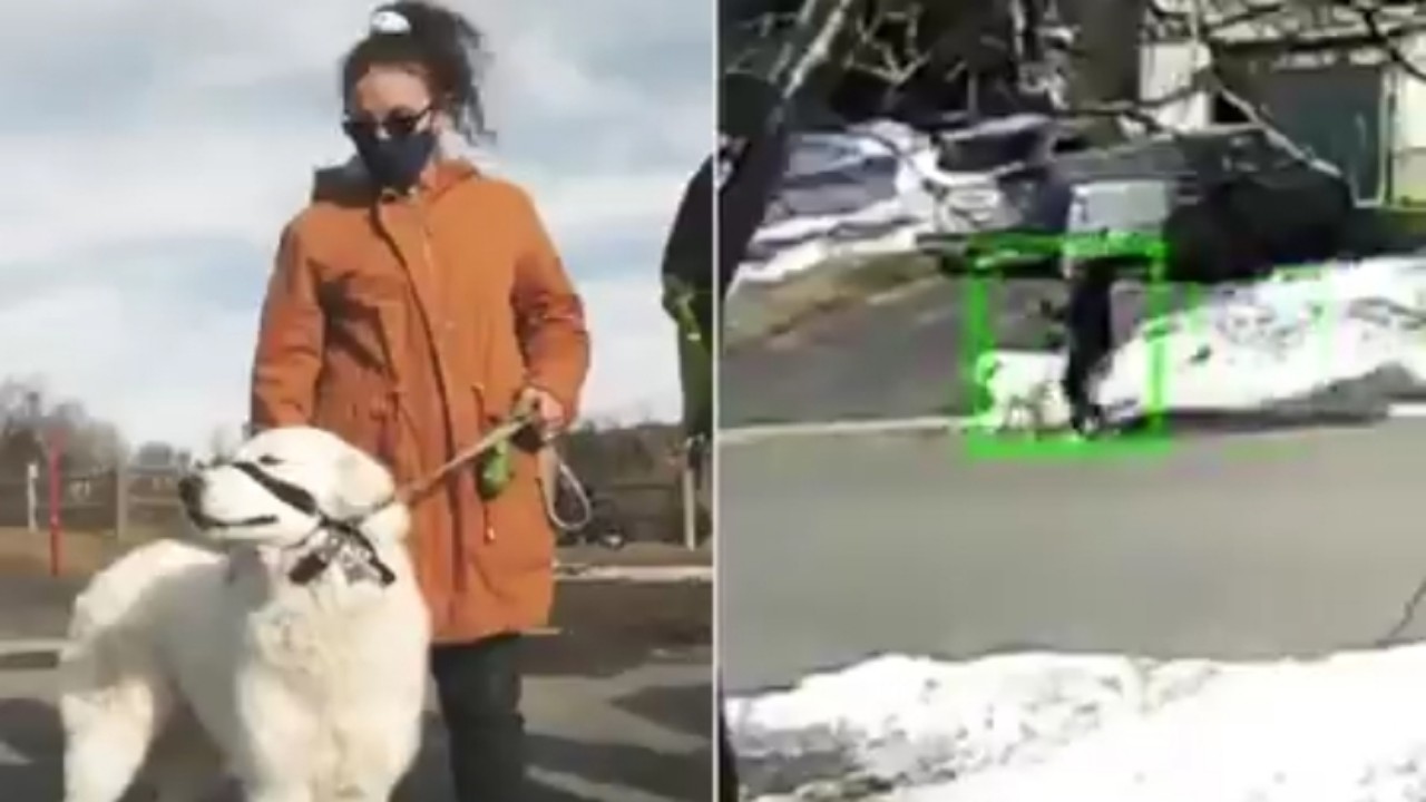 بالفيديو.. كلب ذكي يُوقف حركة المرور طلباً لمساعدة صاحبته بعدما فقدت الوعي