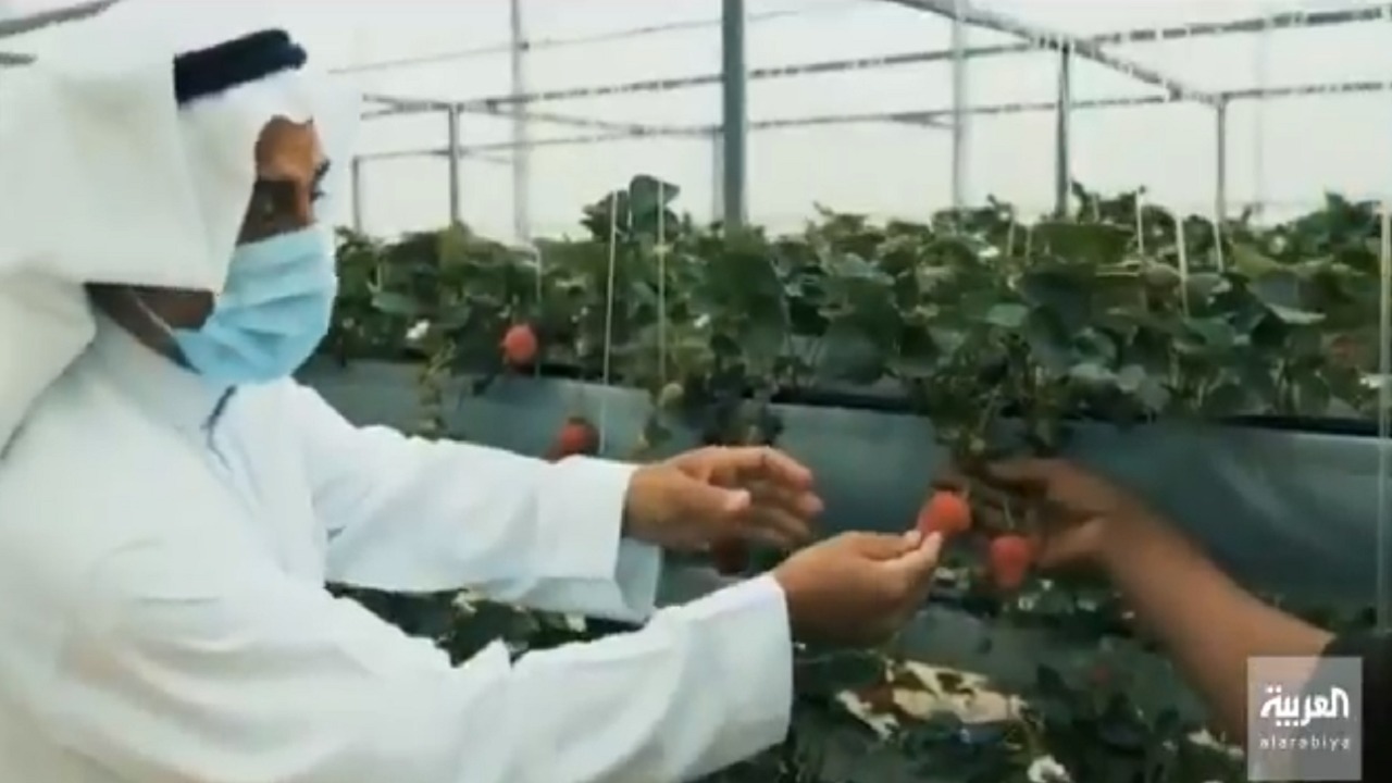 بالفيديو.. مزرعة مائية في القطيف تفتح أبوابها لزوار وسكان المنطقة الشرقية