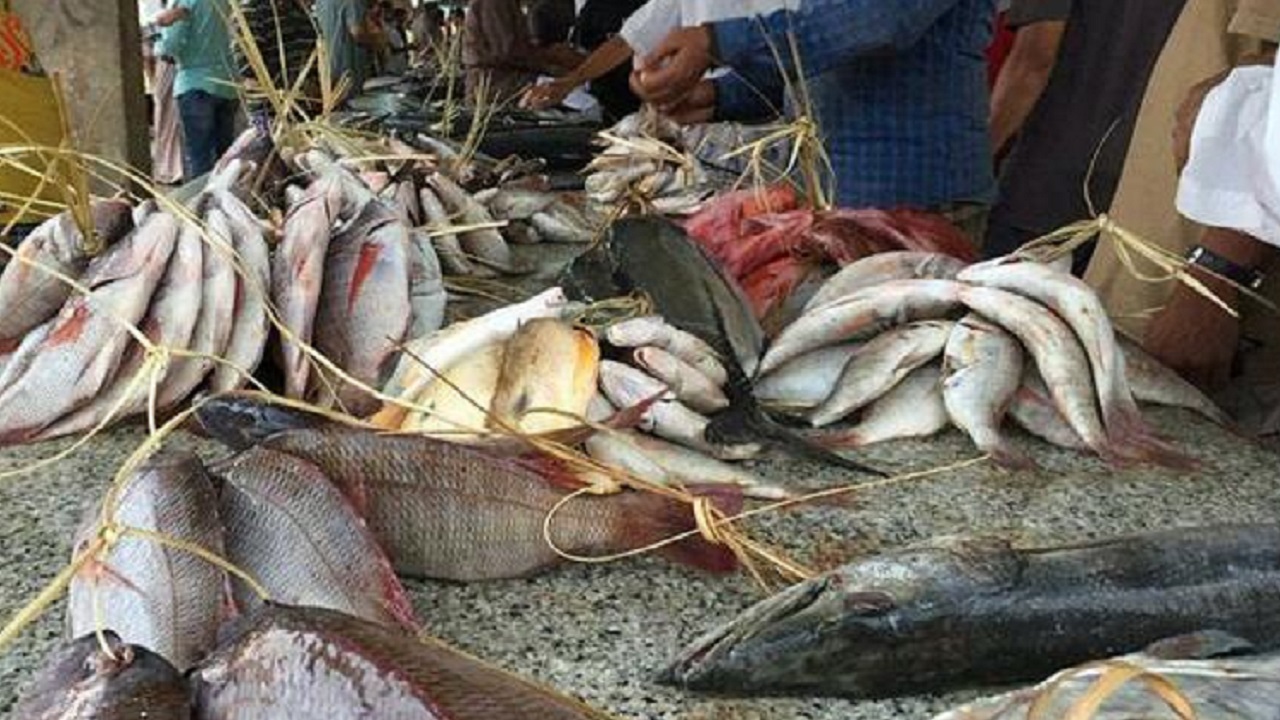 عقوبة مخالفة حظر صيد أسماك الناجل والطرادي