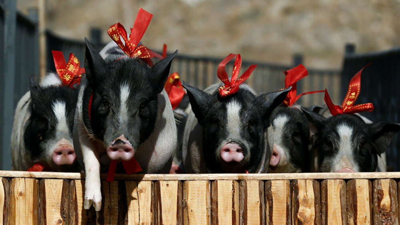 انتشار حمى الخنازير في الصين