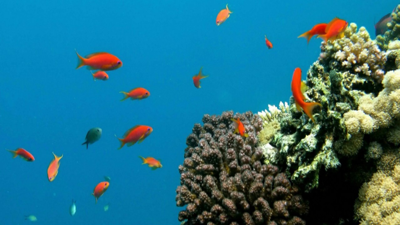 “البيئة” توضح سبب حظر صيد أسماك الناجل والطرادي على ساحل البحر الأحمر