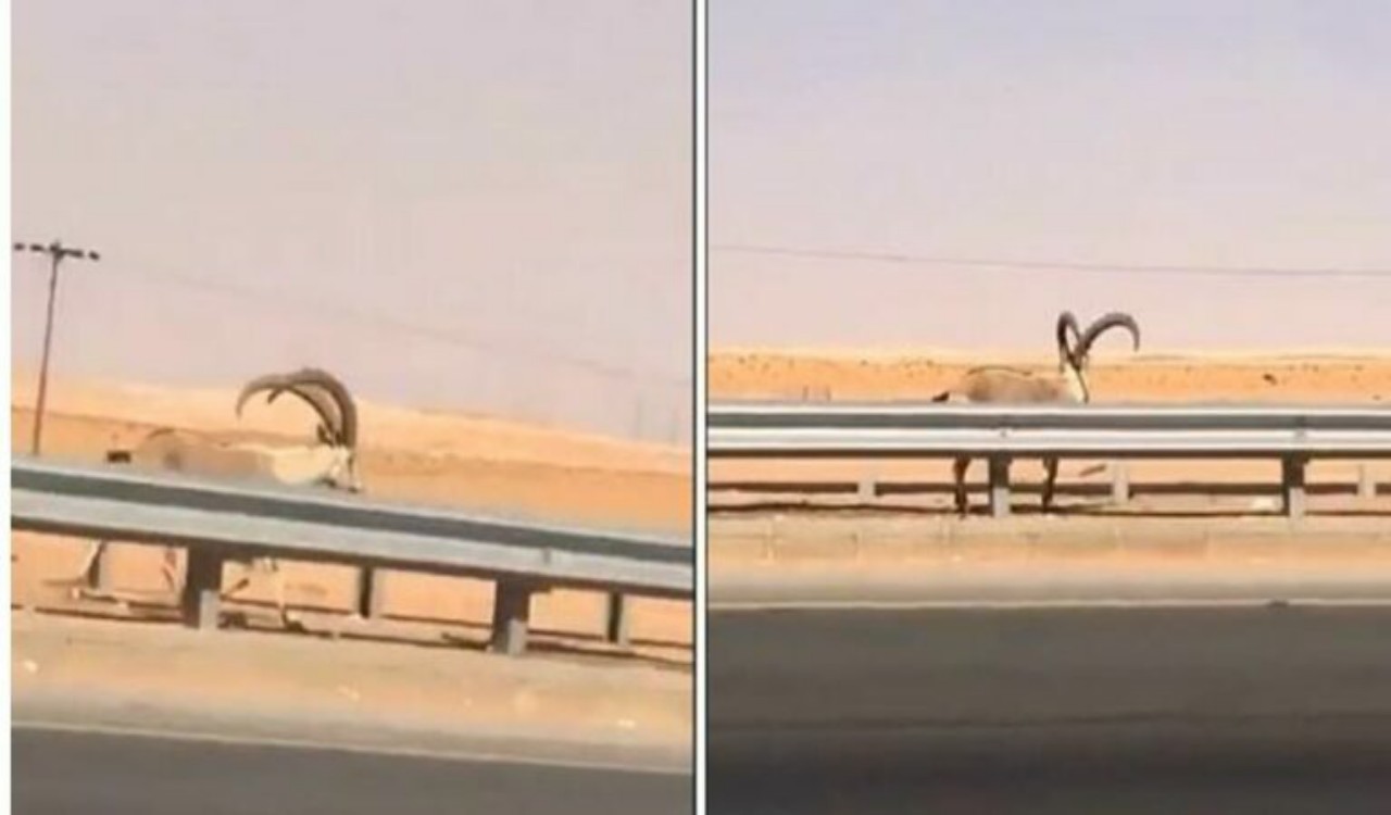 شاهد.. لحظة تجول وعل وسط طريق سريع في الرياض 