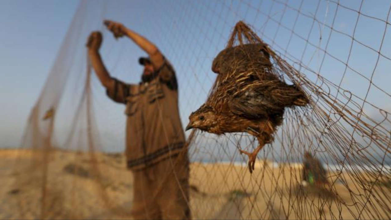 غرامات صيد الكائنات البرية بوسائل صيد محظورة