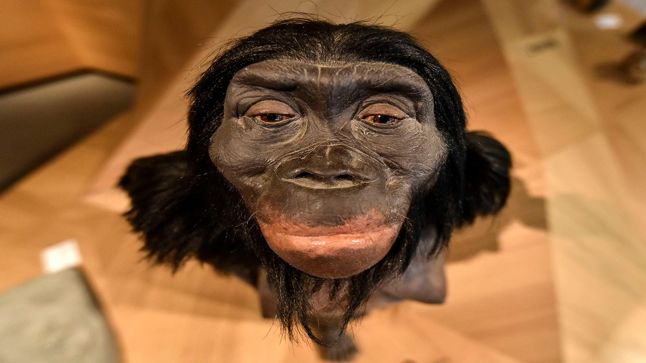 دراسة حديثة: دماغ الإنسان قبل مليون عام تشبه دماغ القردة