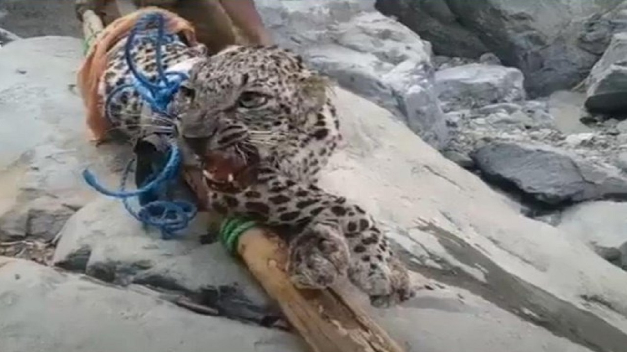 حقيقة فيديو صيد النمر النادر في إحدى مناطق المملكة