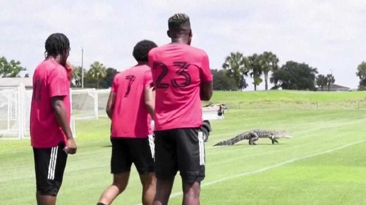 بالفيديو.. تمساح يظهر فجأة للاعبي فريق كرة قدم أثناء التدريبات